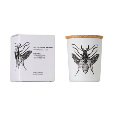 Vela Dorysthenes Walkeri 75g